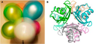 Symmetry of a partially-ligated state maintained by dynamics in a negatively cooperative system